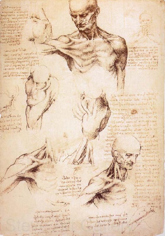 LEONARDO da Vinci The muscles of Thorax and shoulders in a lebnden person France oil painting art